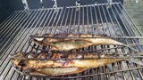 mackerel-2444538_640_コピー