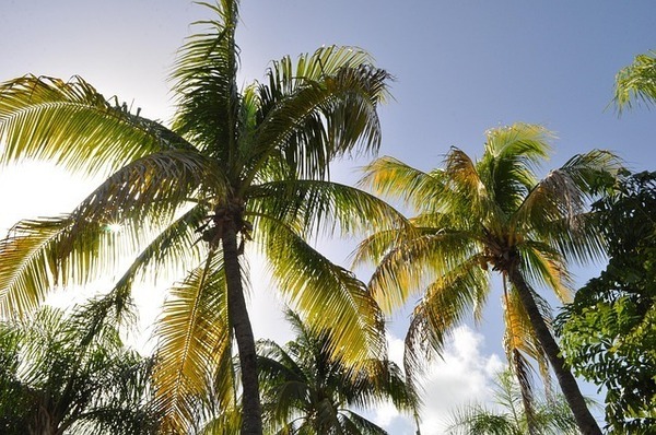 coconut-trees-1172459_640_コピー