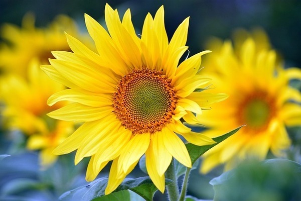 sunflowers-8351807_640_コピー