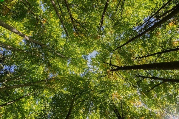 treetop-2782858_640_コピー