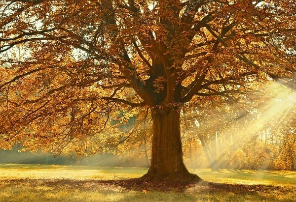 tree-4637270_640_コピー
