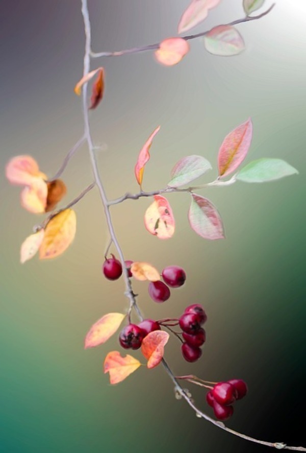 rose-hip-5772615_640_コピー