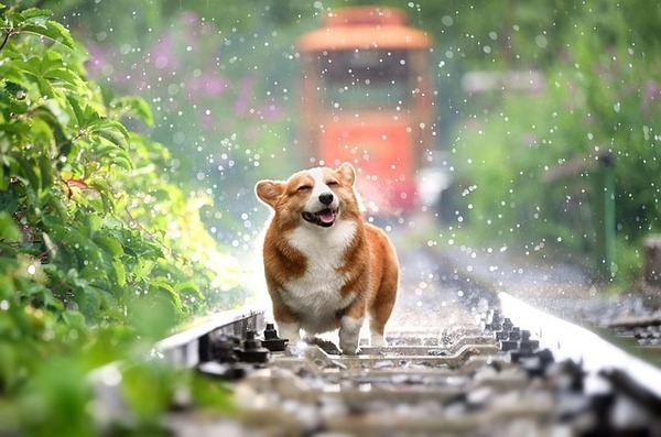 corgi-4415649_640_コピー