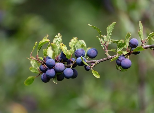 branch-5470187_640_コピー