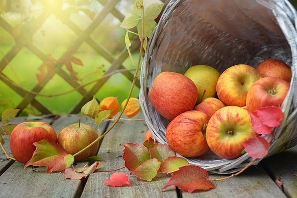apples-1776744_640_コピー