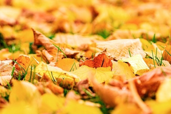 autumn-7500200_640_コピー
