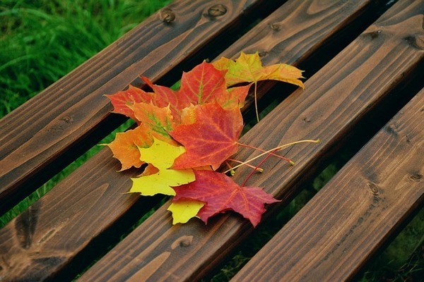 autumn-leaves-1740841_640_コピー