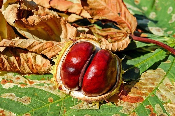 chestnut-2740751_640_コピー