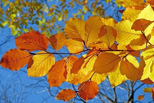 foliage-539413_640_コピー