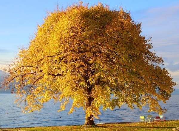 tree-7619791_640_コピー