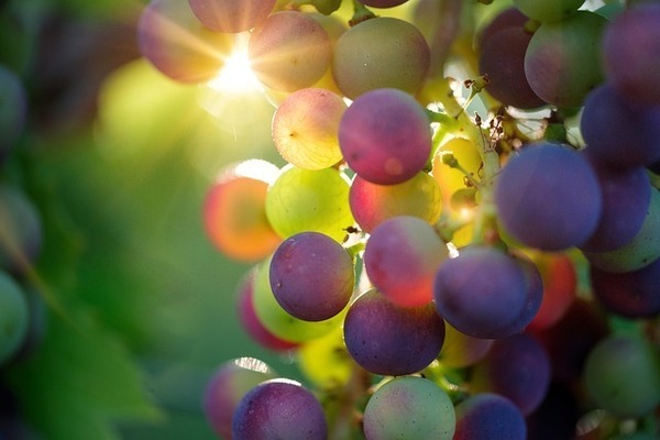 grapes-3550733_640_コピー