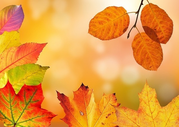 autumn-1649362_640_コピー