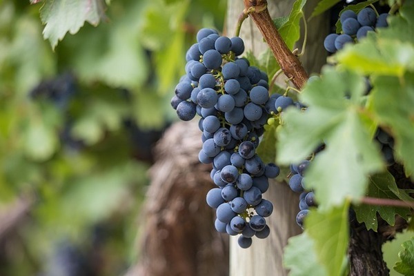grapes-7157943_640_コピー