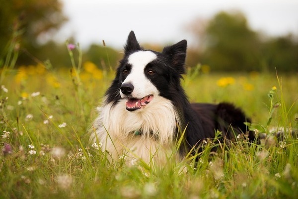 dsbago-border-collie-6391794_640_コピー